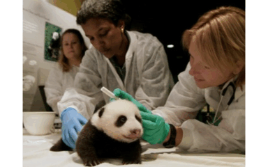 Veterinary club image