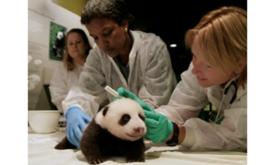 Veterinary club image